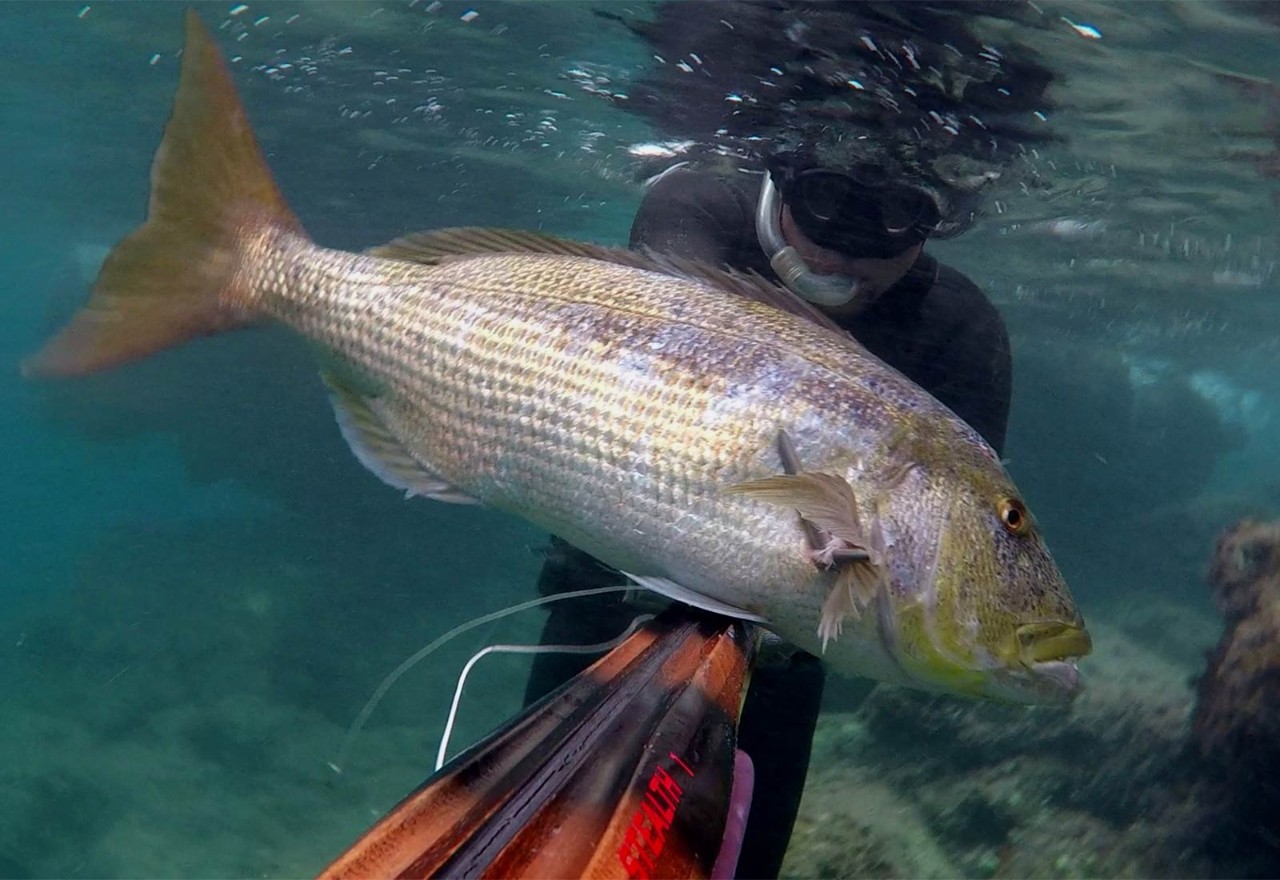 Theoretical course of spearfishing - SLO