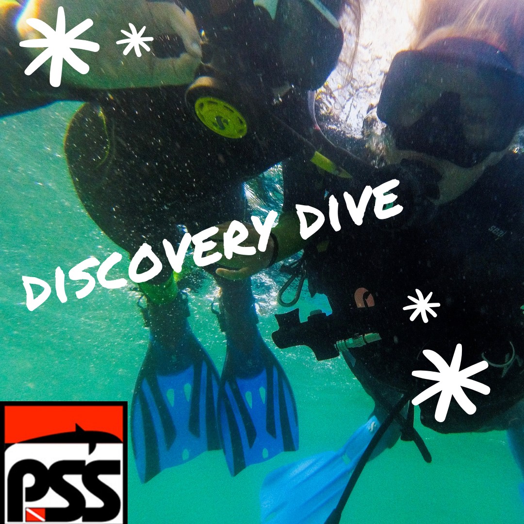DISCOVERY DIVE